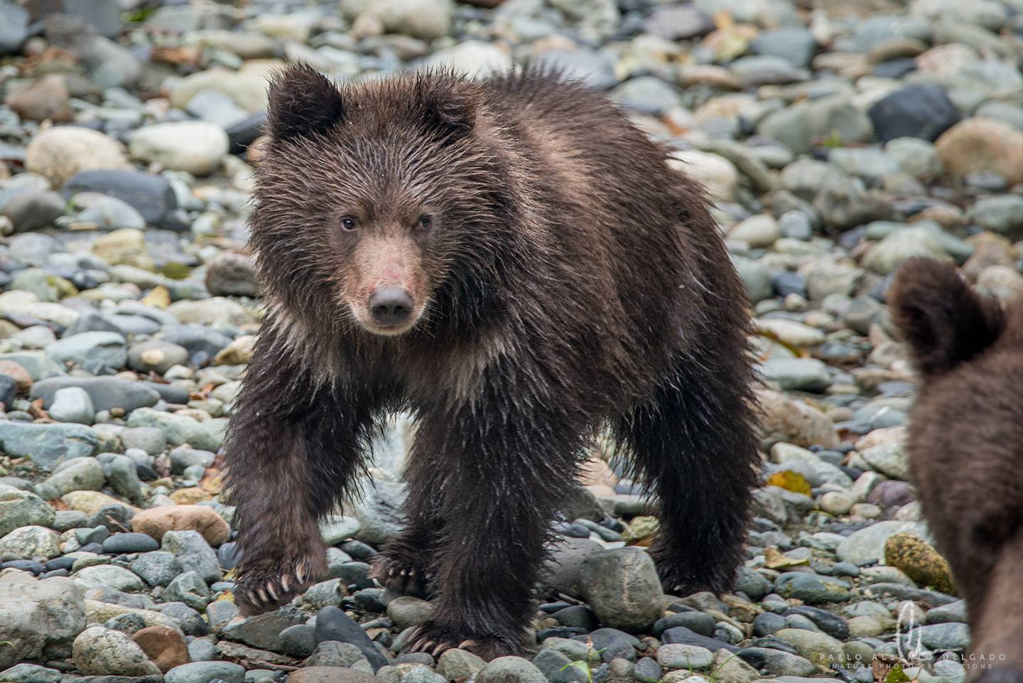 Picture of Grizzly bear cub in Canada